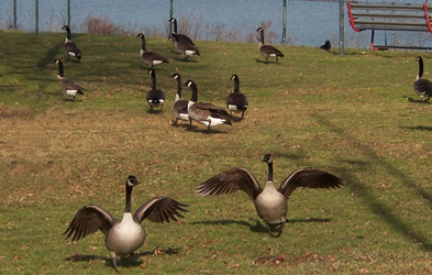 Geese Problems