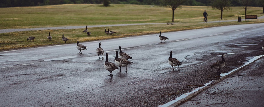 Canadian Geese Changing The Natural Habitat