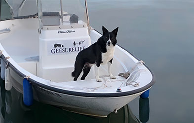 THE BORDER COLLIES AT GEESE RELIEF