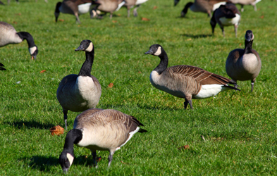 Geese Management