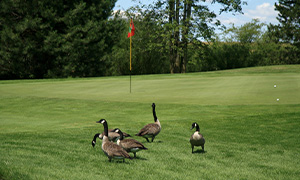 Geese in a Golf Course
