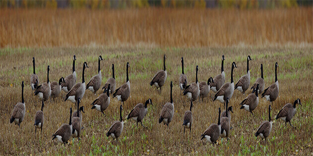 Geese Relief, LLC logo