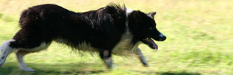 A geese relief border collie