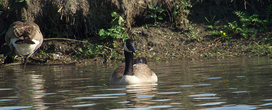 Canadian Geese in Pond