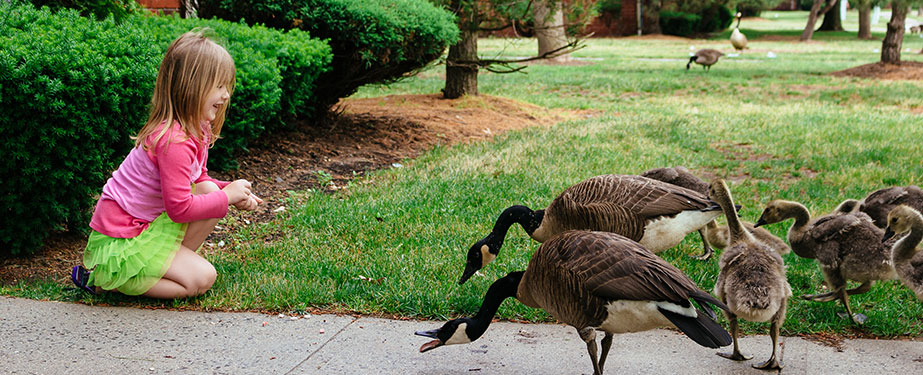 Reasons Not to Feed Geese by Geese Relief