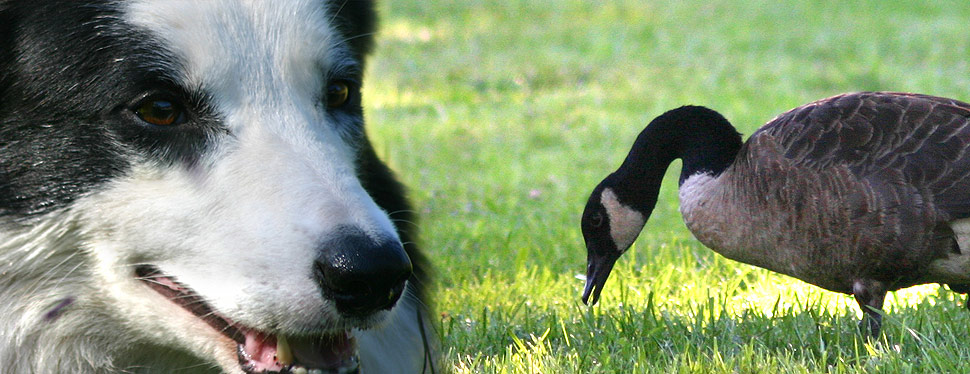 geese relief service dog and goose