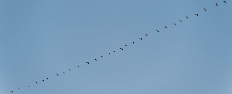 Geese Removal