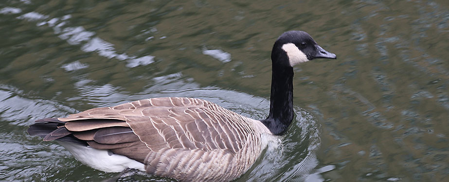 Tips for Keeping Geese off your Property
