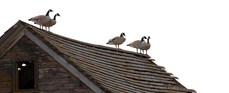 Canadian Geese in Roof