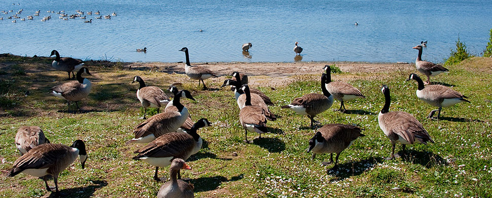 Geese in a lake